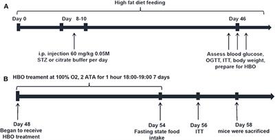 Hyperbaric Oxygen Ameliorates Insulin Sensitivity by Increasing GLUT4 Expression in Skeletal Muscle and Stimulating UCP1 in Brown Adipose Tissue in T2DM Mice